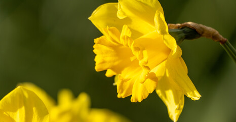 Fototapeta premium A yellow flower with a yellow center and yellow petals. The flower is in the foreground and the background is green.