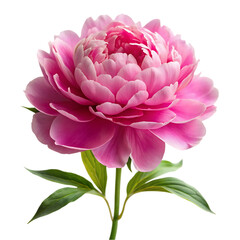 Scabiosa flower png isolated on transparent background