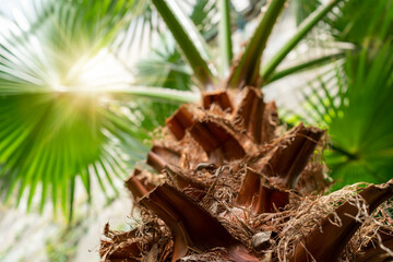 Bottom view of the sun through a palm tree, palm trees on the tropical coast, coconut tree