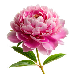 Scabiosa flower png isolated on transparent background