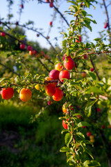 Ripe cherry plum berries in the garden on a tree. Growing cherry plums in a orchard..