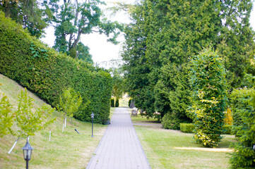 Beautiful summer park with trees and bushes