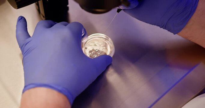 Embryologist conducts artificial fertilization of human egg with a probe in a laboratory setting, advanced reproductive science technique. Close-up shot of IVF procedure.