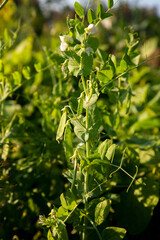 Flowers of pea with pods in the vegetable garden over blurry background..