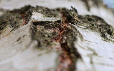 Birch bark close-up. Birch bark. Birch