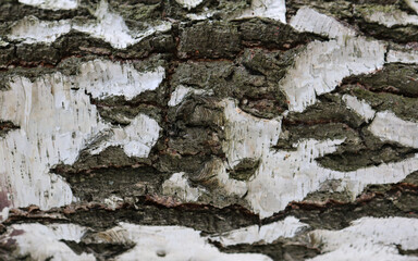 Birch bark for background and wallpaper. Black and white bark.  Presentation