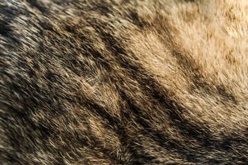 fur texture background