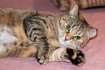 A cat with striking green eyes is reclining on a soft pink blanket