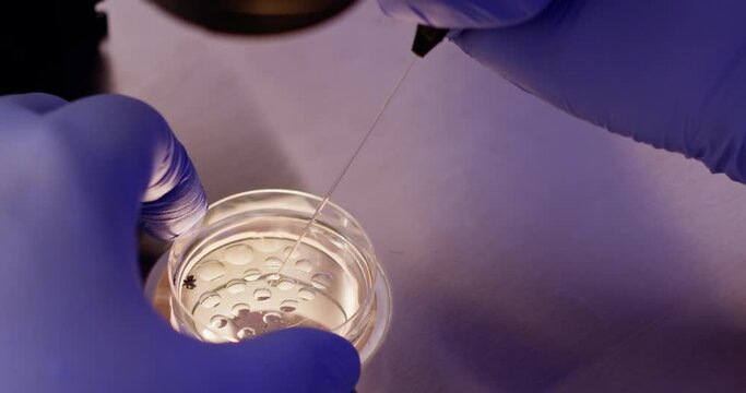 Close-up shot of IVF procedure. Samples in biological laboratory. Embryologist in protective gloves dropping media from plastic test tube in petri dish, collect eggs with denudation pipette needle