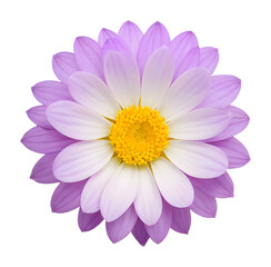 Fototapeta premium purple and white flower isolated on transparent background, extracted, png file