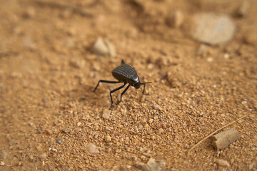The Namib desert beetle, also known as the mist beetle, collects water by doing a handstand