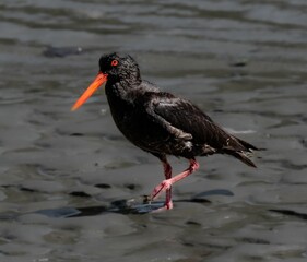 Oyster Catcher bird standing in shallow water at the edge of a lake.