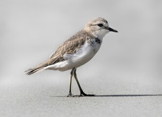 Auckland beach scene with a New Zealand Dotterel bird.