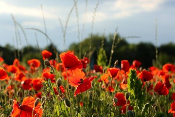 Rotes Mohnblumenfeld auf einer Wiese am Wegesrand an einem sonnigen Sommertag leuchtet rot wie die Liebe
