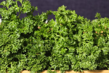 Obraz premium Fresh parsley on texture background