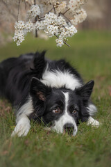 Vertical Portrait of Border Collie Lying Down on the Green Grass. Cute Black and White Dog under White Blossom Tree during Spring.