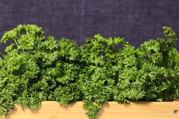 Fresh parsley on texture background
