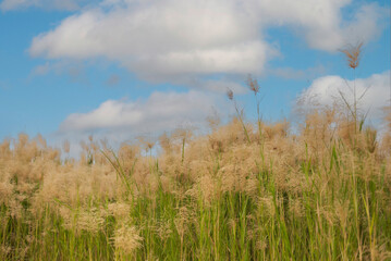 Fototapeta premium Green field and blue sky with light clouds. Summer spring perfect natural landscape.