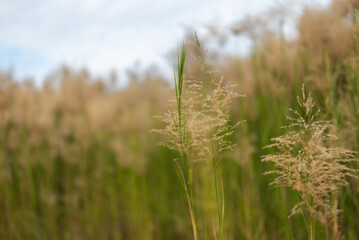 Green field and blue sky with light clouds. Summer spring perfect natural landscape.