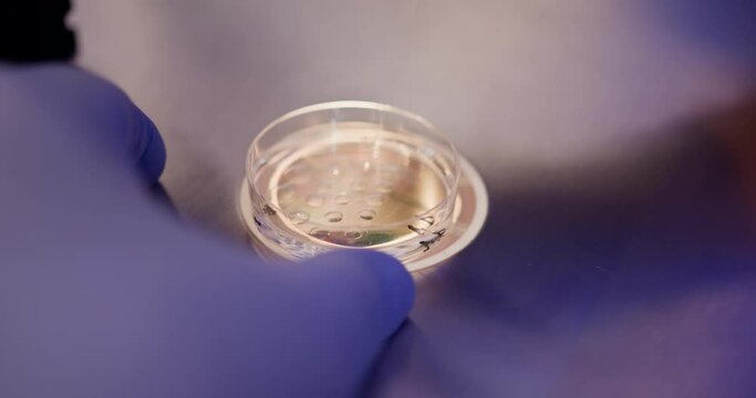 Close-up shot of IVF procedure. Hand of embryologist with pipette during procedure for placing embryo in cryoprotectant. Petri dish with drops of cryoprotectant standing under microscope.