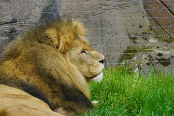 African lion