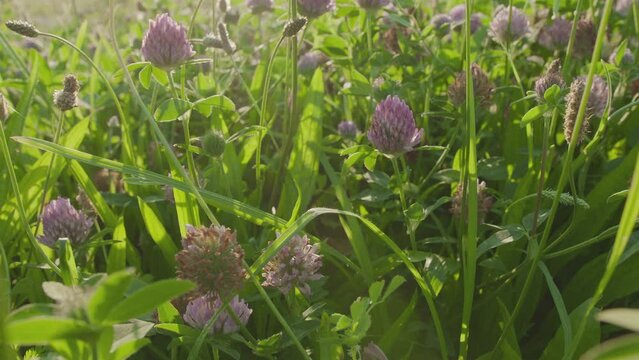 Blooming clovers or trefoil flowers. Camera moving along flower carpet.