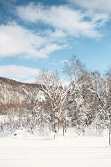 雪に覆われた木