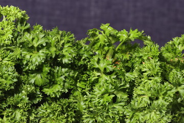 Fresh parsley on texture background