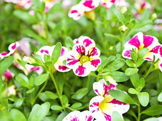 White-pink flower Calibrachoa petunia Million bells ,Trailing petunia ,Superbells ,seashore smaller flowers ,Solanaceae hybrid tiny blooming in summer colorful for pretty background ,macro image 