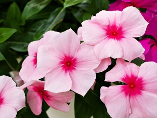 Pink flower Periwinkle Madagascar ,Catharanthus roseus ,bright eyes ,Cape periwinkle ,graveyard plant ,old maid ,rose periwinkle ,annual vinca multiflora ,Apocynaceae flowering plants, medicinal herb