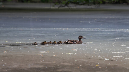 Ente Küken Entlein Schof Flug Stockente Schwimmenten Paarungszeit Wasser Weiher Teich sommer...