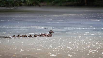 Ente Küken Entlein Schof Flug Stockente Schwimmenten Paarungszeit Wasser Weiher Teich sommer...