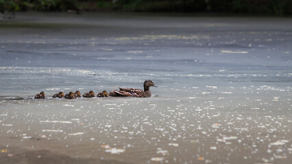 Ente Küken Entlein Schof Flug Stockente Schwimmenten Paarungszeit Wasser Weiher Teich sommer schwimmen Querformat