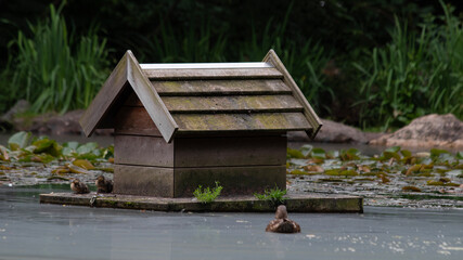 entenhaus teichhaus Ente Küken Entlein Schof Flug Stockente Schwimmenten Paarungszeit Wasser...