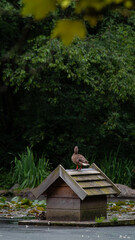 entenhaus teichhaus Ente Küken Entlein Schof Flug Stockente Schwimmenten Paarungszeit Wasser...