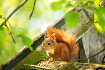 Cute baby squirrel among green branches on an old roof.