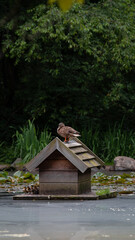 entenhaus teichhaus Ente Küken Entlein Schof Flug Stockente Schwimmenten Paarungszeit Wasser Weiher Teich sommer Hochformat