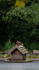 entenhaus teichhaus Ente Küken Entlein Schof Flug Stockente Schwimmenten Paarungszeit Wasser Weiher Teich sommer Hochformat