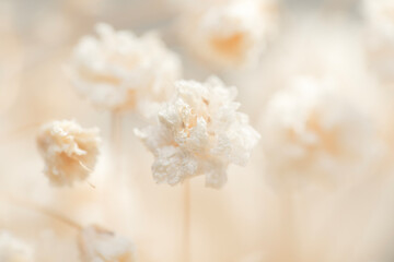Single Romantic fragile dried beige gypsophila flower with neutral light blur natural background...
