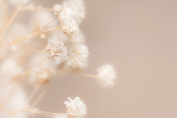 Romantic fragile dried beige gypsophila flowers with neutral light background and place for text on the right macro
