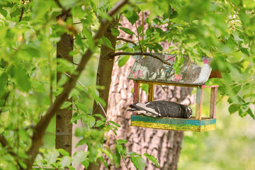 Wooden building. Homemade bird feeder. City park. Caring for birds. Interaction between humans and...