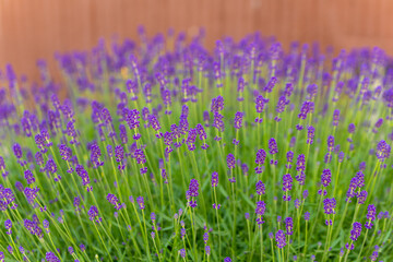 field of purple lavender flowers