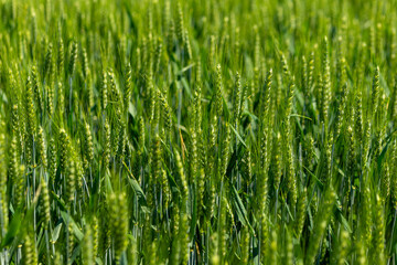 field of green grass with tall stalks