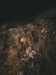 Close-up view of ants on the surface carrying larvae.
