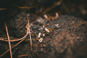 Close-up view of ants on the surface carrying larvae.