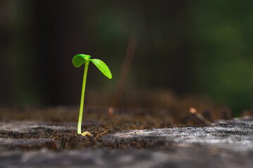 Young green seedlings grow from dark brown wood