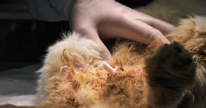 Flushing a rabbit's urinary catheter with a syringe in a veterinary clinic. The veterinarian sanitizes the rabbit's bladder through a washing catheter. Concept of a rabbit with a urinary catheter.