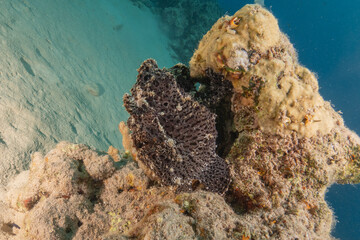Frogfish swim in the Red Sea, colorful fish, Eilat Israel
