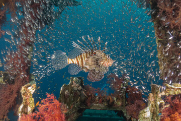 Lionfish in the Red Sea colorful fish, Eilat Israel
