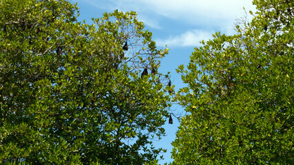 Beautiful green trees with bats. Action. Black bats sleep in trees on sunny summer day. Tropical...